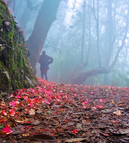 Barsey Rhododendron Treks