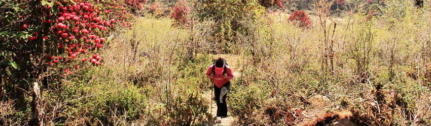 Barsey Rhododendron Treks